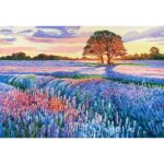 Campo di Lavanda di Athos Faccincani