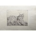 Lince - immagine 2