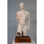 MetaForma Torso - immagine 2