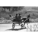 Allenamento di un cavallo in un’ampia via periferica di Brancaccio di Antonino Costa - immagine 2