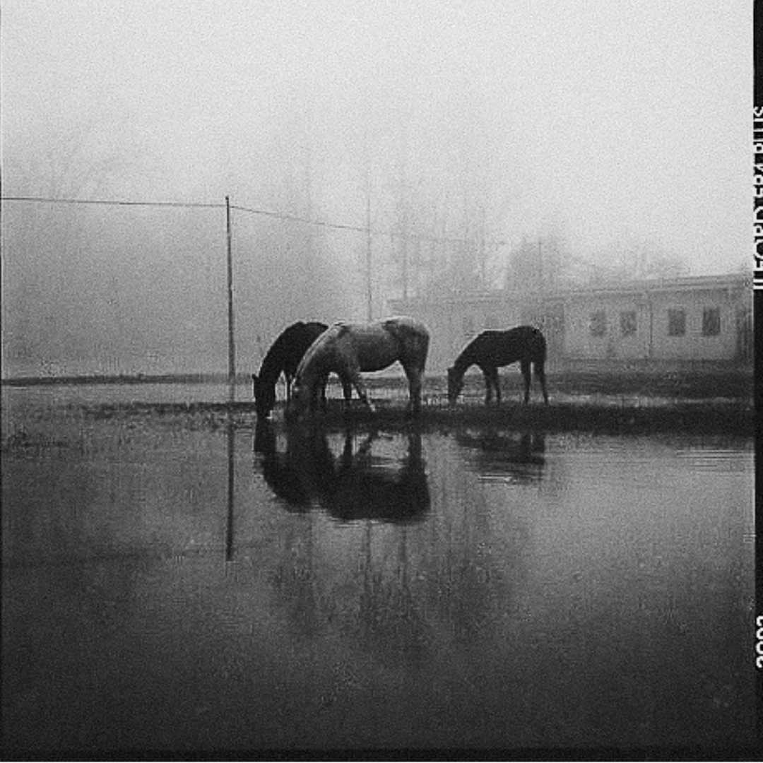 FOTO PRODOTTI CON BANDE BIANCHE Campagna inondata lungo il fiume Adda di Antonino Costa - immagine 1